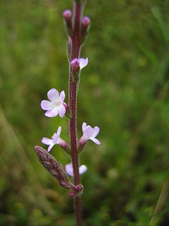 Verbena officinalis