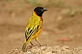 Male bird in Queen Elizabeth N.P., Uganda