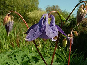 Fleur d'Ancolie des jardins.