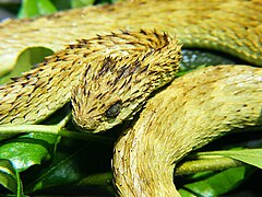 Description de l'image Atheris hispida.jpg.