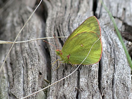 Colias christina