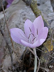 <center>Colchicum feinbruniae</center>