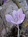 Colchicum feinbruniae