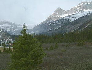 Blick zum Rand des Columbia-Eisfelds (Hintergrund oben links) vom Icefields Parkway aus