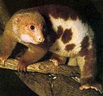 Fläckkuskus (Spilocuscus maculatus)