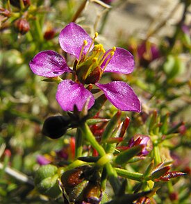 Fagonia laevis, цветок крупным планом