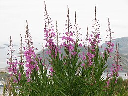 Erdei deréce (Epilobium angustifolium)