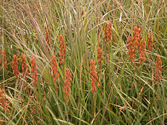 Vue de plantes herbacées à fruits rouges dans un fourré d’herbes folles.