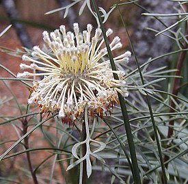 Isopogon dawsonii (Гленбрук, Австралия)