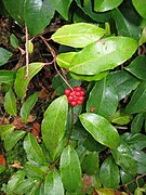 Kadsura japonica.