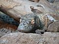 Komodo dragon sleeping.