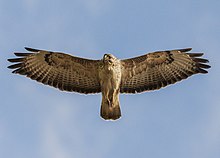 Photographie d'une buse, en vol plané, les ailes déployées. Elle est vue par en dessous.