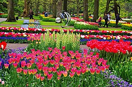 Ogród kwiatowy Keukenhof w Lisse