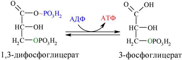 Unser erstes ATP-Molekül entsteht