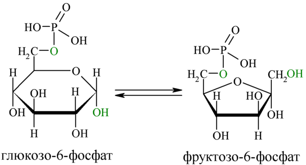 Links: Glucose-6-Phosphat, Rechts: Fructose-6-Phosphat