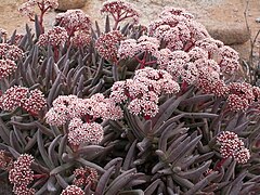 Crassula macowaniana ✓