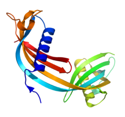 Cystatin C