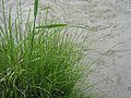 Equisetum bogotense