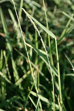 Eriochloa contracta.jpg