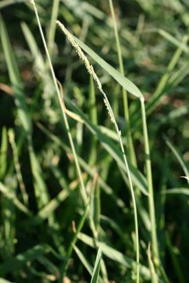 Preeriasilkkihirssi (Eriochloa contracta)