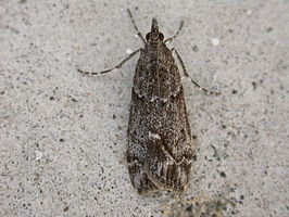 Eudonia submarginalis