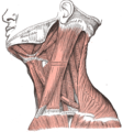 Musculatura articulada a hioide por outro ângulo.