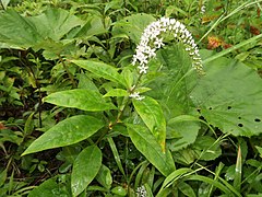 オカトラノオ。花序は傾き、上部の花は花序の一方に偏ってつく。やや乾燥した草原、7月。