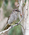 Image 4 Dusky Robin Photo: JJ Harrison The Dusky Robin (Melanodryas vittata) is a small passerine bird native to Tasmania. A member of the Australian Robin family, it is not related to European or American Robins. It is a brown-plumaged bird of open woodland, measuring 16–17 cm (6.3–6.7 in) in length. More selected pictures