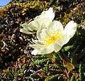 Dryas octopetala