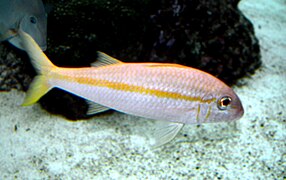 Mulloidichthys martinicus