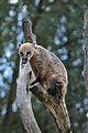 Nasenbär im Wildpark Lüneburger Heide