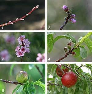 שלבי הבשלת פרי הנקטרינה, לאורך כ-7 חודשים וחצי.