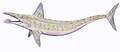 Parahelicoprion clerci