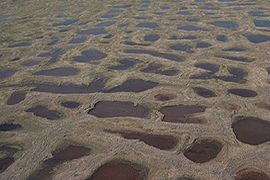 Paysage de polygones de toundra : en période de dégel, le réseau de coins de glace mis en relief (sol structuré).