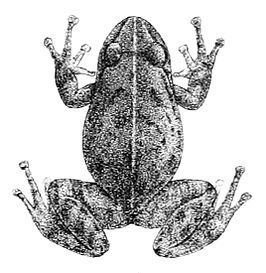 Pristimantis unistrigatus