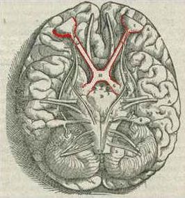 Het chiasma opticum (in het rood); uit het boek Fabrica (1543) door Andreas Vesalius