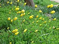 Tulipanes silvestres (Tulipa sylvestris) en "Magdalenengarten".