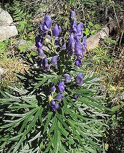 Zilā kurpīte (Aconitum napellus)