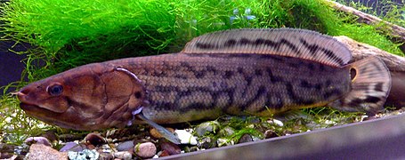 Poisson-castor (Amia calva, Amiiformes)