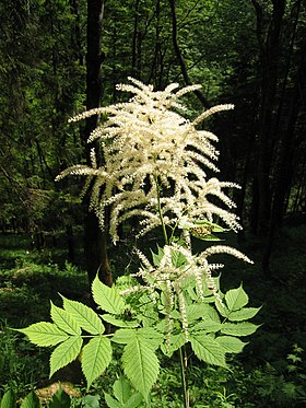 Aruncus dioicus