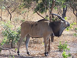 Pofu magharibi (Taurotragus derbianus)