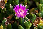 Carpobrotus rossii