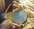 Chaetodon trifascialis