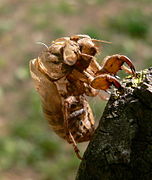 Exuvie de Lyristes plebejus (Scopoli 1763), Var (France)