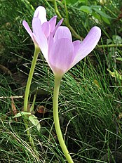 <center>Colchicum speciosum</center>