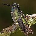 Eugenes fulgens Guadalupe, Panamá