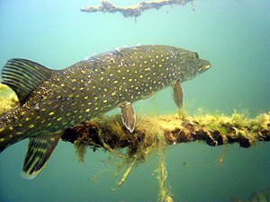 Gedden (Esox lucius)