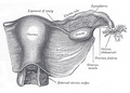 Image showing the right fallopian tube (here labeled the uterine tube) seen from behind. The uterus, ovaries and right broad ligament are labeled.