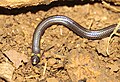 Habrophallos type species; Collared blind snake (H. collaris)