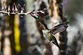 Colibrís alimentándose dunha flor no Xardín botánico da Universidade de California